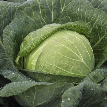 Капуста белокочанная Мегатон F1 /2.500 семян/ *Bejo Zaden*