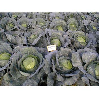 Капуста белокочанная Мегатон F1 /2.500 семян/ *Bejo Zaden*