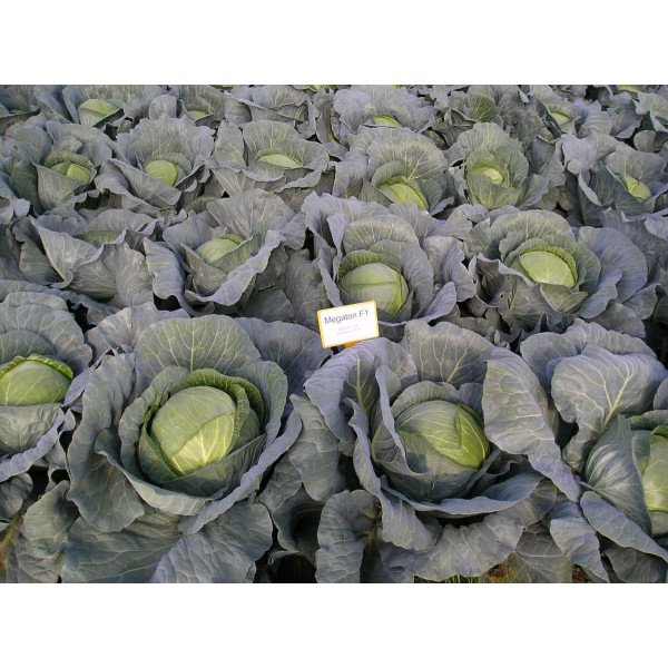 Насіння капусти білоголової Мегатон F1 /2.500 насінин/ *Bejo Zaden*