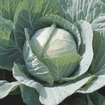 Капуста белокочанная Селма F1 /2.500 семян/ *Rijk Zwaan*