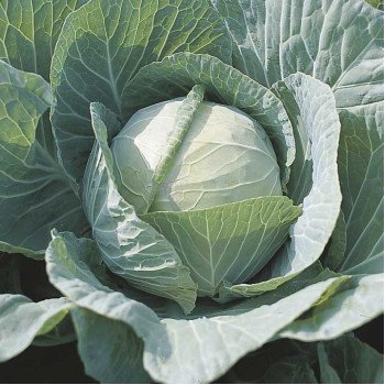 Капуста белокочанная Селма F1 /2.500 семян/ *Rijk Zwaan*