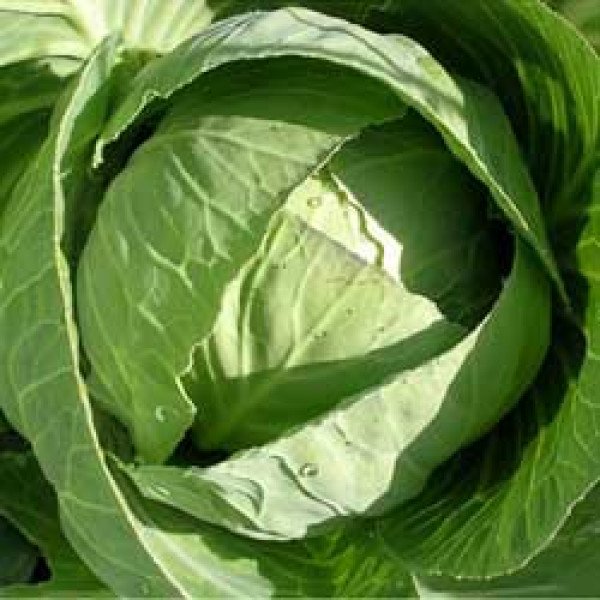 Семена капусты белокочанной Селтик F1 /1.000 семян/ *Dorsing Seeds*