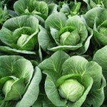 Капуста белокочанная Силима F1 /1.000 семян калибр/ *Rijk Zwaan*