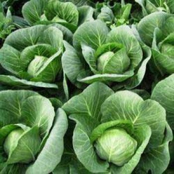 Капуста белокочанная Силима F1 /2.500 семян/ *Rijk Zwaan*
