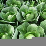 Капуста белокочанная Силима F1 /2.500 семян калибр/ *Rijk Zwaan*