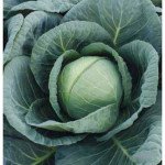 Капуста білоголова Томас F1 /2.500 насінин/ *Bejo Zaden*