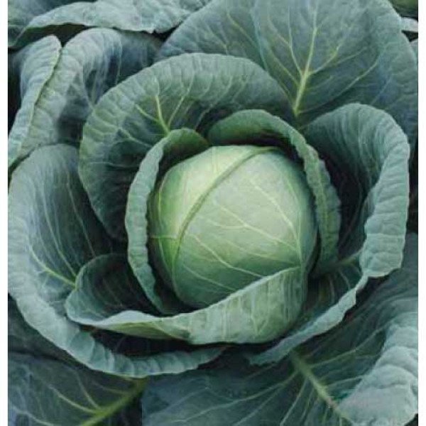 Насіння капусти білоголової Томас F1 /2.500 насінин/ *Bejo Zaden*