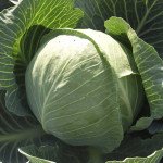 Капуста белокочанная Харикейн F1 /2.500 семян/ *Bejo Zaden*