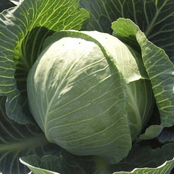 Капуста белокочанная Харикейн F1 /2.500 семян/ *Bejo Zaden*