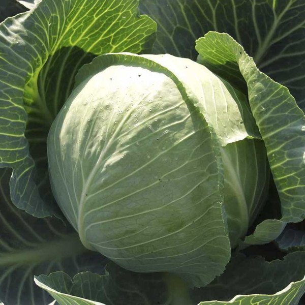 Насіння капусти білоголової Харікейн F1 /2.500 насінин/ *Bejo Zaden*