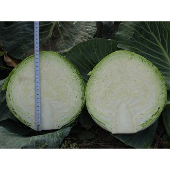 Капуста белокочанная Харикейн F1 /2.500 семян/ *Bejo Zaden*