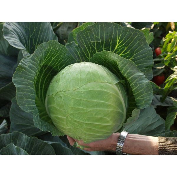 Насіння капусти білоголової Харікейн F1 /2.500 насінин/ *Bejo Zaden*