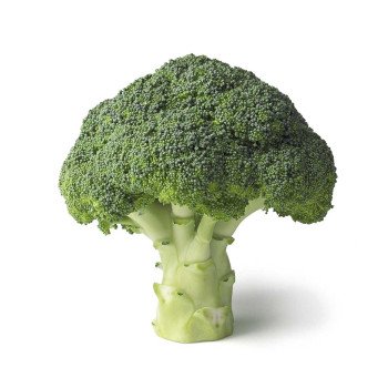 Капуста брокколи Агасси F1 /2.500 семян калибр/ *Rijk Zwaan*