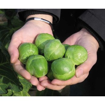 Капуста брюссельская Франклин F1 /2.500 семян/ *Bejo Zaden*