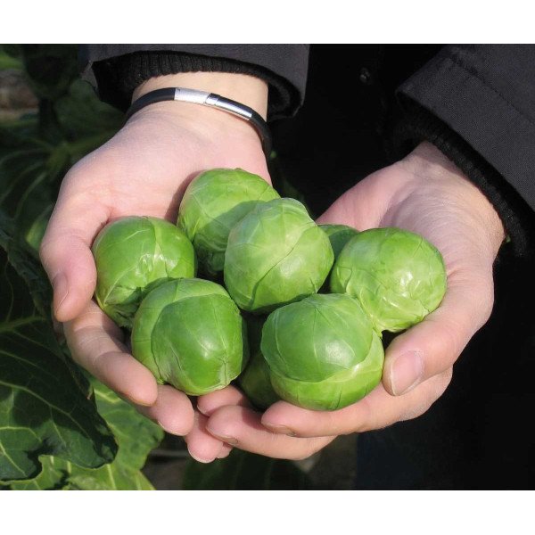 Насіння капусти брюссельської Франклін F1 /2.500 насінин/ *Bejo Zaden*