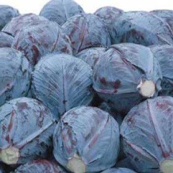 Капуста краснокочанная Ауторо F1 /2.500 семян/ *Bejo Zaden*