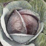 Капуста червоноголова В66-19 F1 /1.000 насінин/ *Tezier*