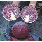 Капуста червоноголова Прім'єро F1 /2.500 насінин/ *Bejo Zaden*