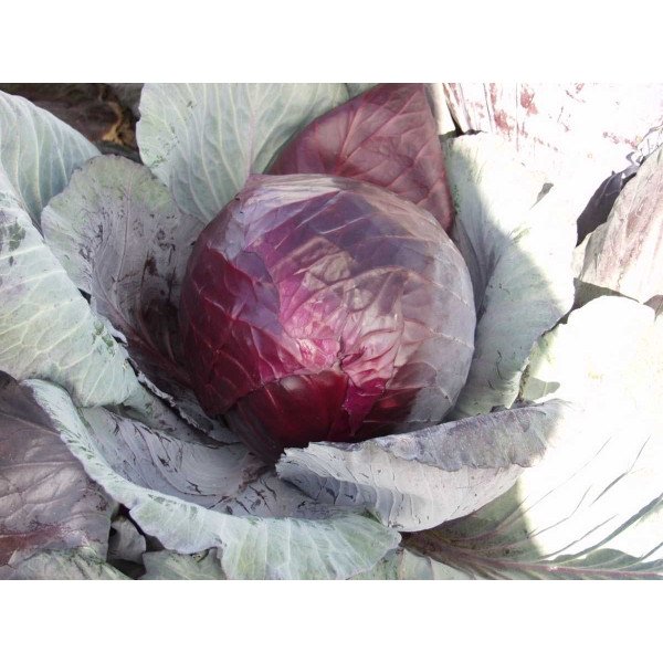 Семена капусты краснокочанной Примьеро F1 /2.500 семян/ *Bejo Zaden*