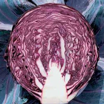 Капуста краснокочанная Редма F1 /1.000 семян калибр/ *Rijk Zwaan*