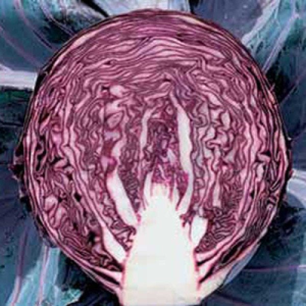 Насіння капусти червоноголової Редма F1 /1.000 насінин калібр/ *Rijk Zwaan*