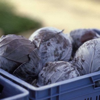 Капуста краснокочанная Родима F1 /1.000 семян калибр/ *Rijk Zwaan*