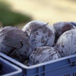 Капуста краснокочанная Родима F1 /2.500 семян/ *Rijk Zwaan*