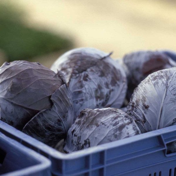 Насіння капусти червонокачанної Родима F1 /2.500 насінин/ *Rijk Zwaan*