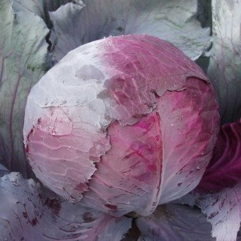 Капуста краснокочанная Рубин F1 /1.000 семян/ *Tezier*