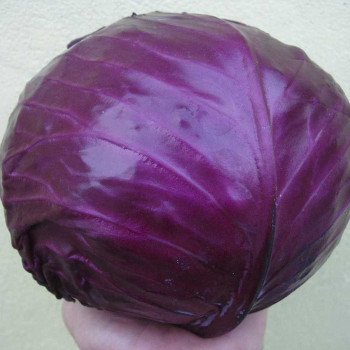Капуста краснокочанная Рубин F1 /2.500 семян/ *Tezier*