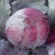 Семена капусты краснокочанной Рубин F1 /2.500 семян/ *Tezier*