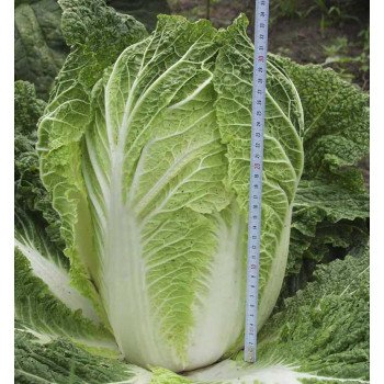 Капуста пекинская Билко F1 /10.000 семян/ *Bejo Zaden*