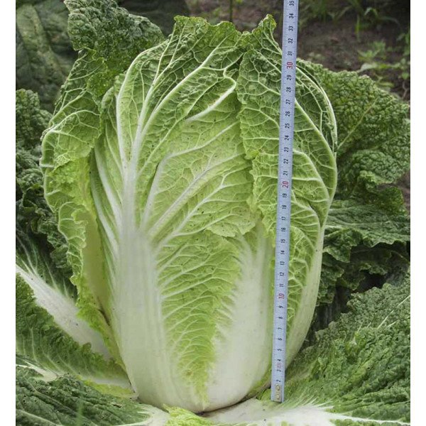 Насіння капусти пекінської Білко F1 /10.000 насінин/ *Bejo Zaden*