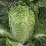 Капуста пекинская Билко F1 /2.500 семян/ *Bejo Zaden*