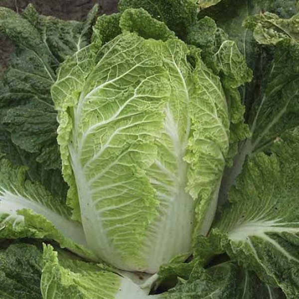 Насіння капусти пекінської Білко F1 /2.500 насінин/ *Bejo Zaden*