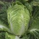 Насіння капусти пекінської Білко F1 /2.500 насінин/ *Bejo Zaden*
