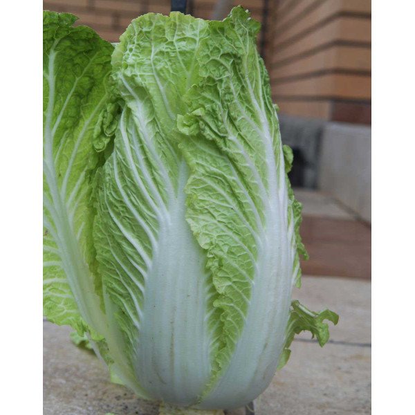 Насіння капусти пекінської Вілі F1 /1.000 насінин/ *Nong Woo Bio*