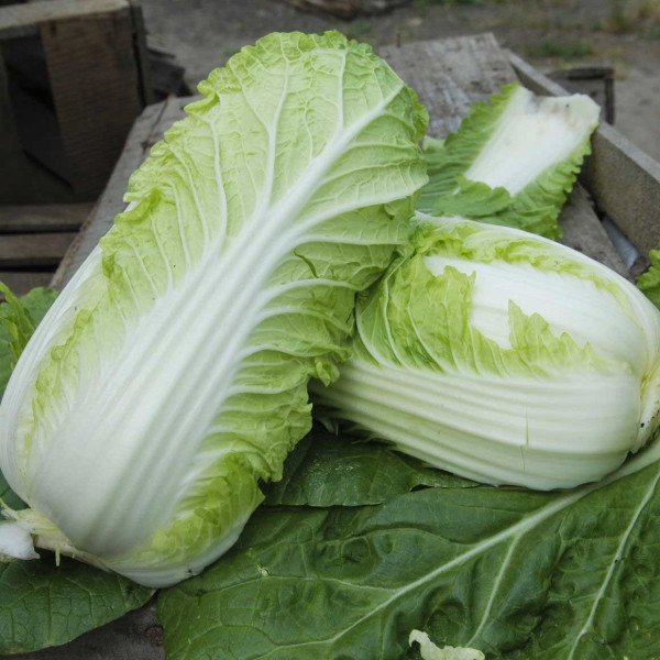 Насіння капусти пекінської Вілі F1 /2.500 насінин/ *Nong Woo Bio*