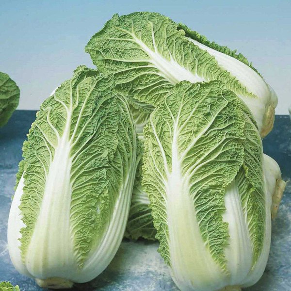 Насіння капусти пекінської Маноко F1 /10.000 насінин/ *Bejo Zaden*