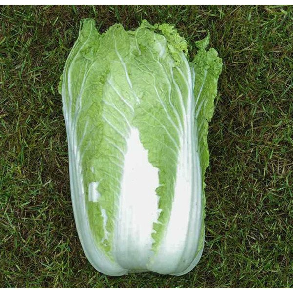 Насіння капусти пекінської Саммер Хайленд F1 /2.500 насінин/ *Nong Woo Bio*