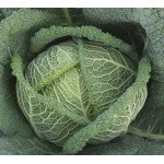 Капуста савойська Віроса F1 /2.500 насінин/ *Bejo Zaden*