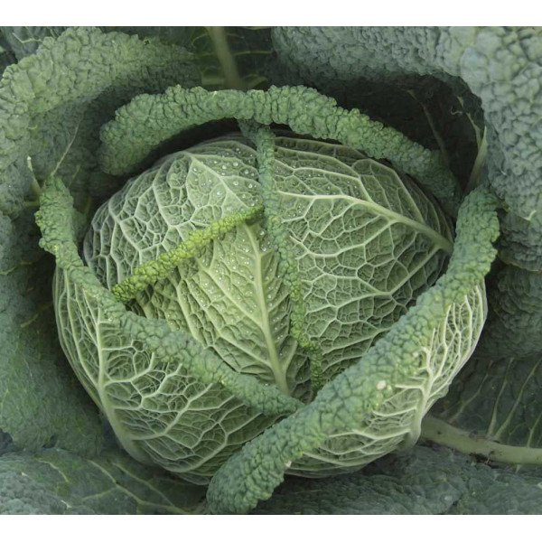 Насіння капусти савойської Віроса F1 /2.500 насінин/ *Bejo Zaden*