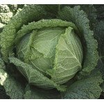 Капуста савойская Мелиса F1 /2.500 семян/ *Bejo Zaden*