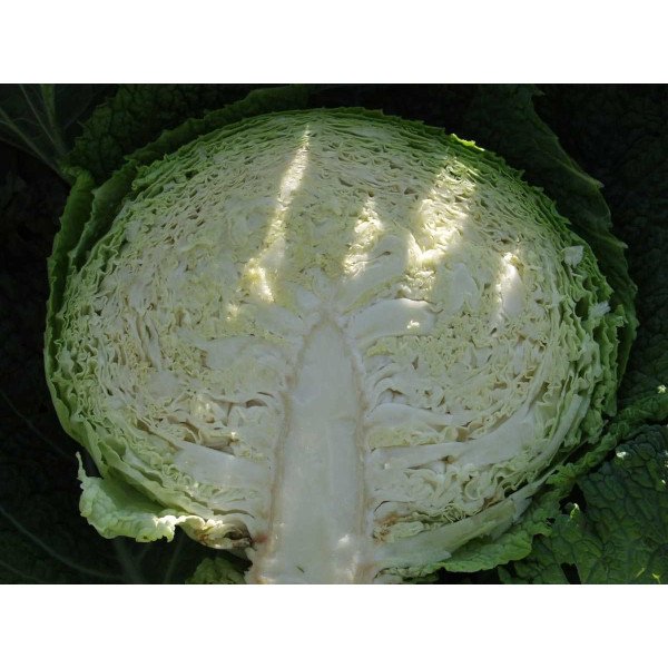 Семена капусты савойской Мелиса F1 /2.500 семян/ *Bejo Zaden*