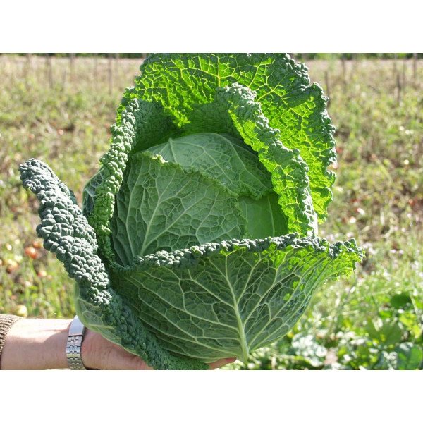 Семена капусты савойской Мелиса F1 /2.500 семян/ *Bejo Zaden*