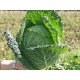 Семена капусты савойской Мелиса F1 /2.500 семян/ *Bejo Zaden*