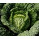 Семена капусты савойской Морама F1 /1.000 семян/ *Rijk Zwaan*