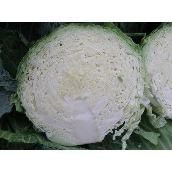 Капуста савойская Морама F1 /1.000 семян/ *Rijk Zwaan*