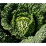 Капуста савойская Морама F1 /2.500 семян/ *Rijk Zwaan*
