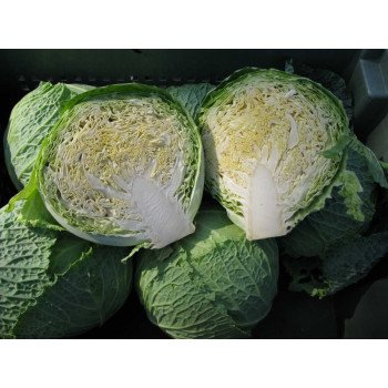 Капуста савойская Морама F1 /2.500 семян/ *Rijk Zwaan*